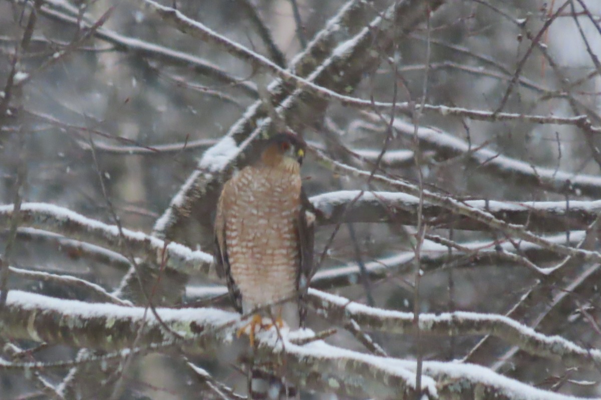 Sharp-shinned Hawk - ML646786723