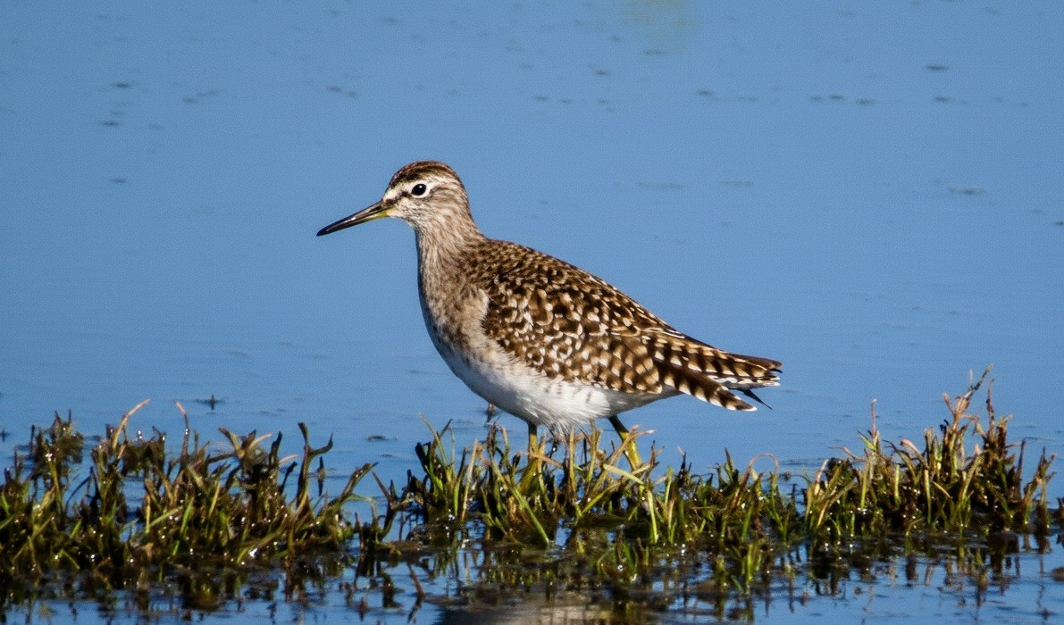 vodouš bahenní - ML646786726