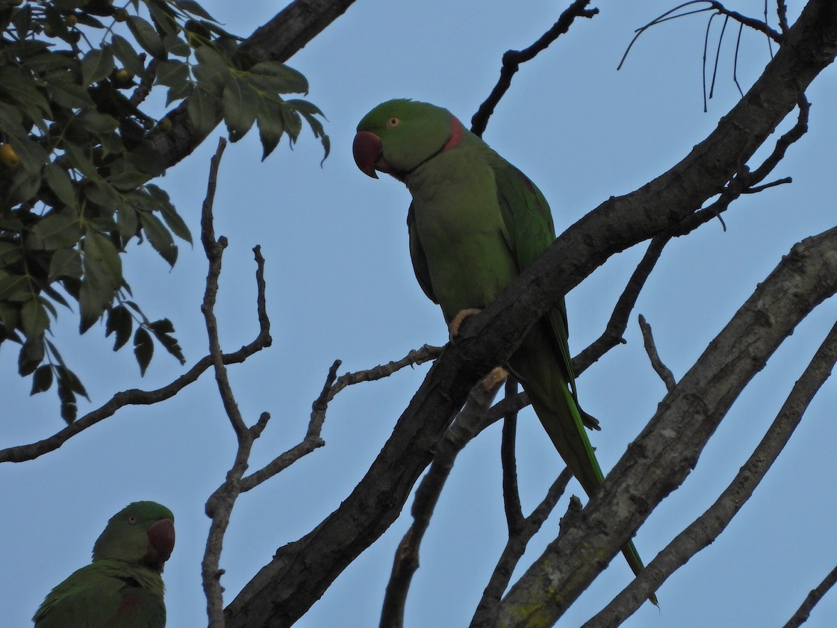 Alexandrine Parakeet - ML646786727