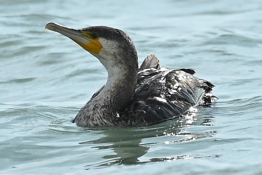 קורמורן גדול - ML646786728