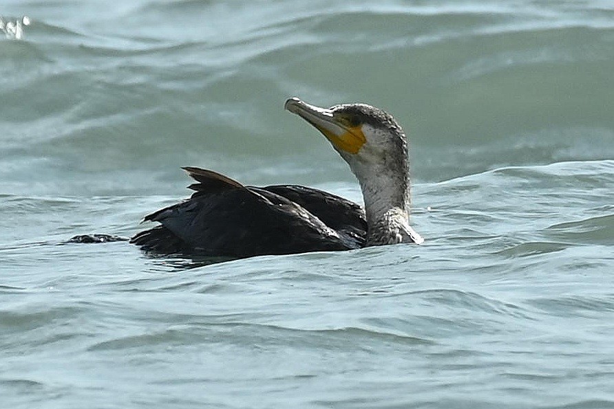 קורמורן גדול - ML646786729