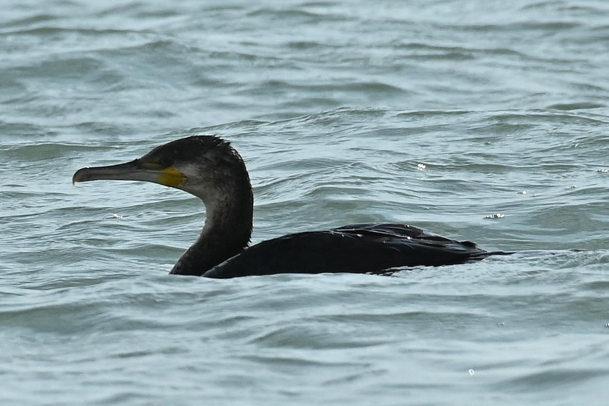 קורמורן גדול - ML646786730