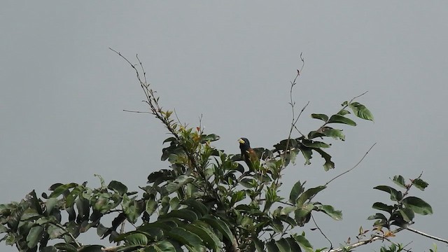 Great Barbet - ML646786731