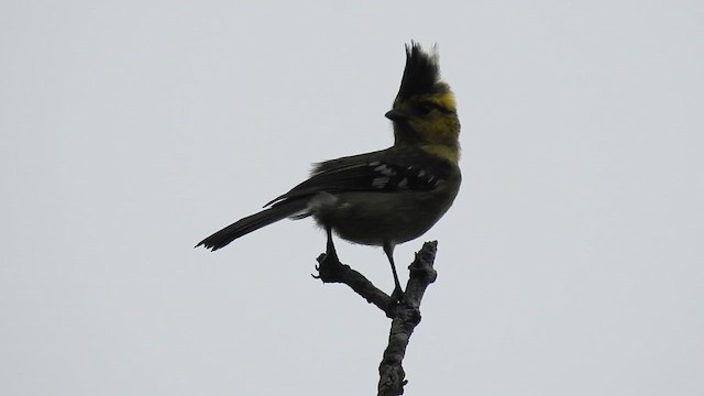 Yellow-cheeked Tit - ML646786733