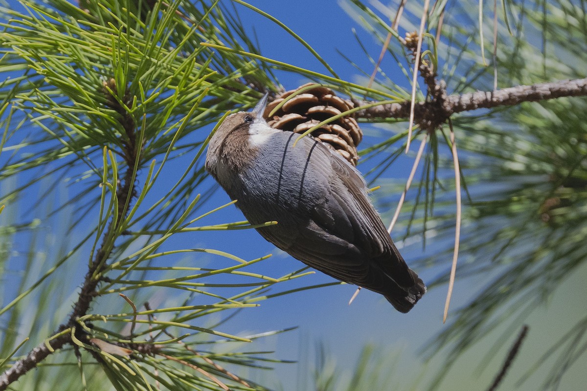 Brown-headed Nuthatch - ML646786735