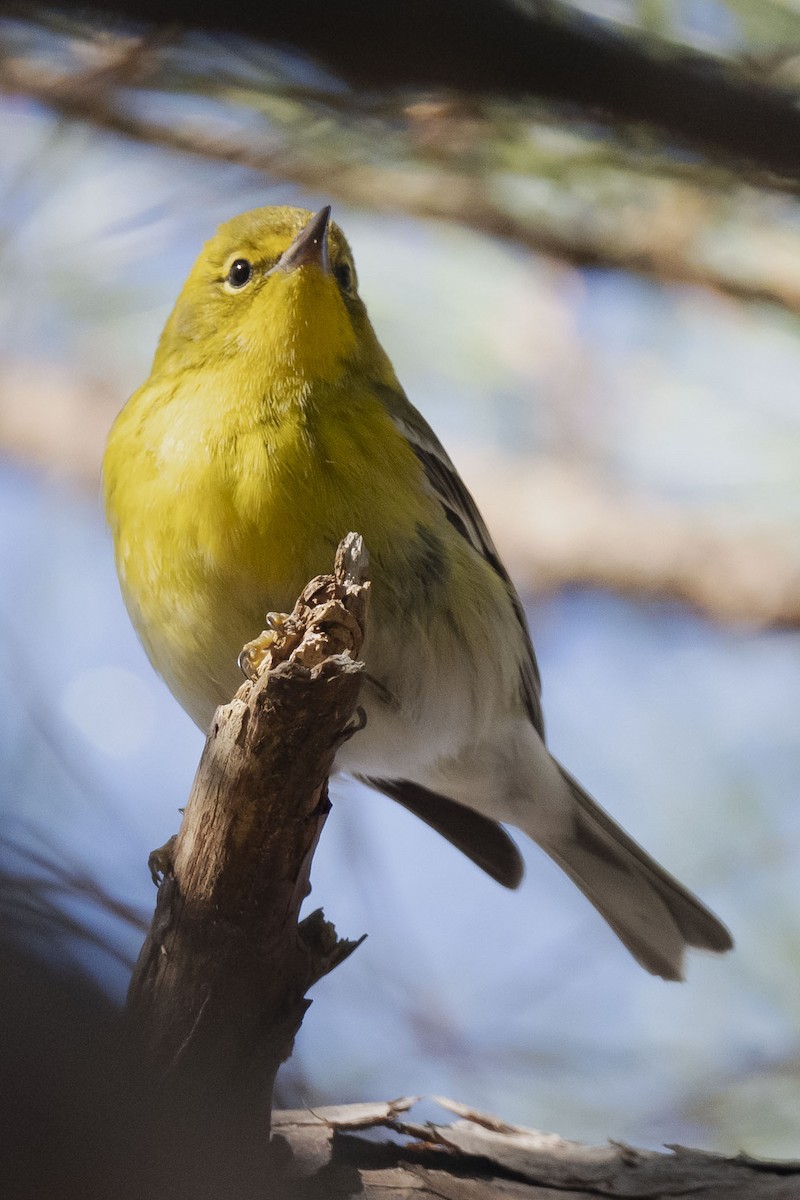 Pine Warbler - ML646786737