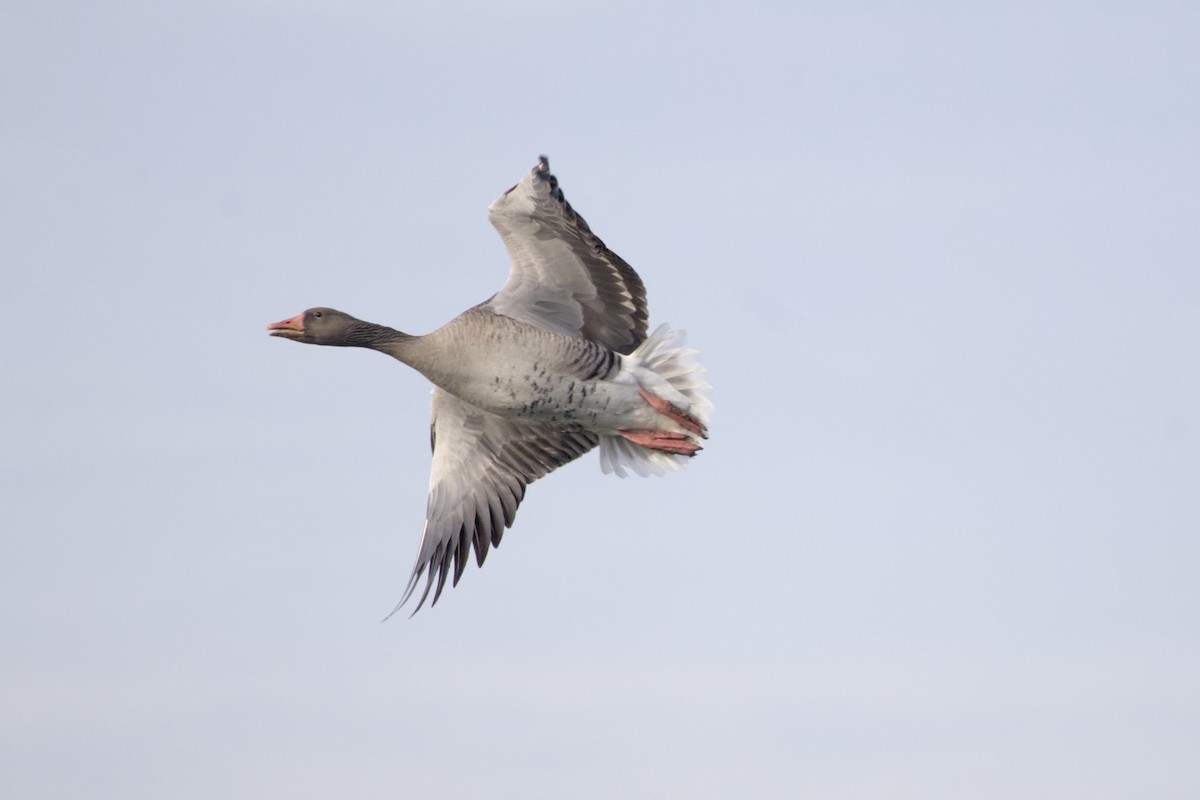 Oca selvatica - ML646786740