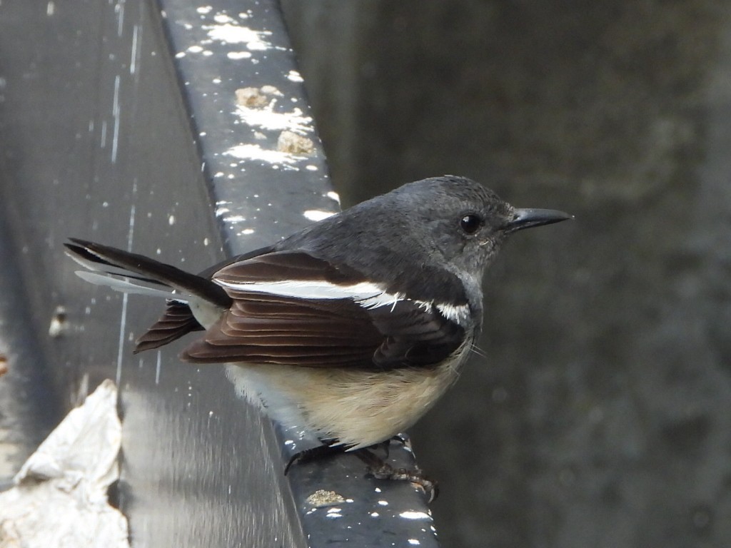 Oriental Magpie-Robin - ML646786746