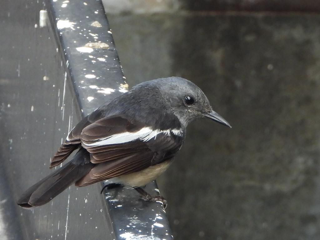 Oriental Magpie-Robin - ML646786747