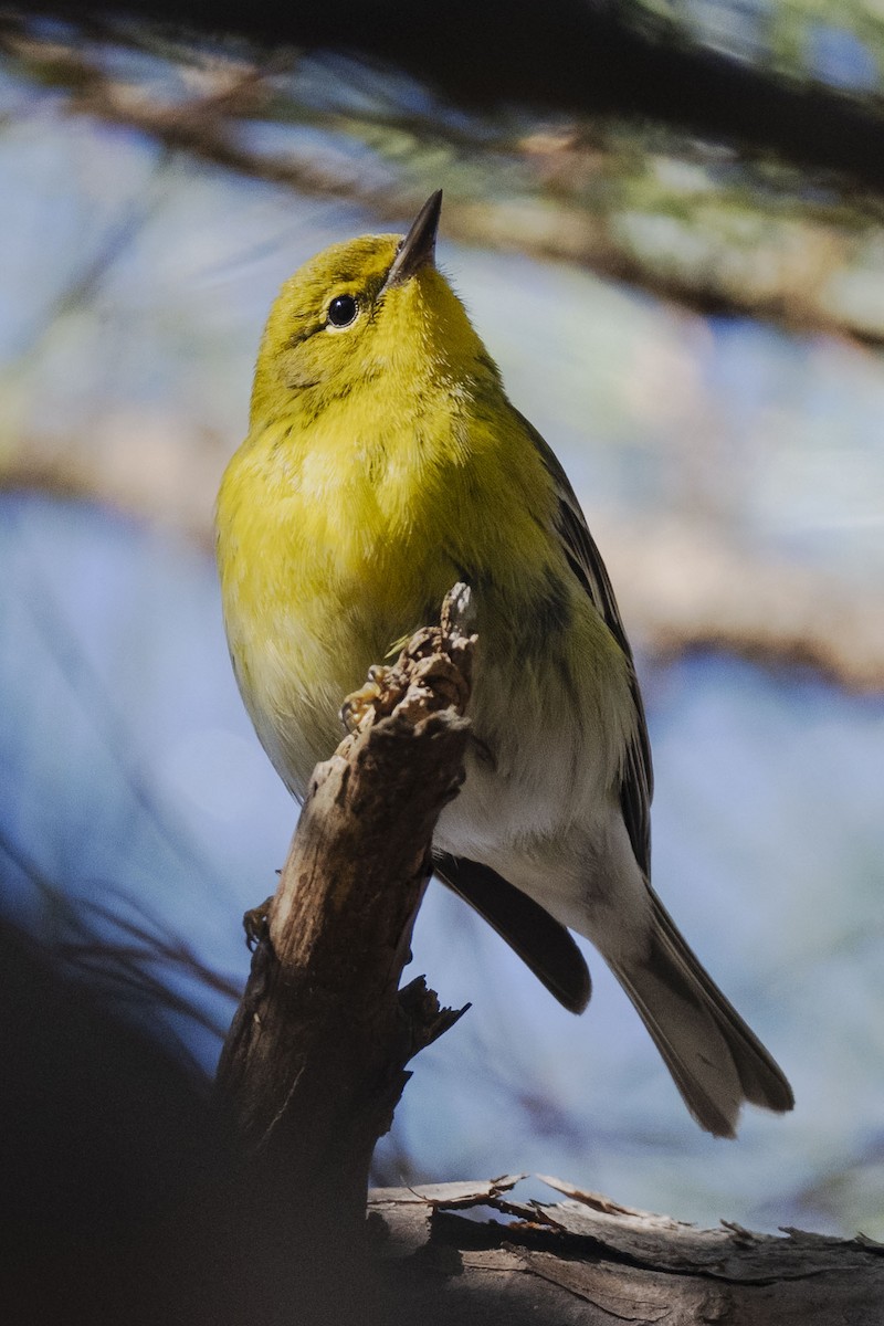 Pine Warbler - ML646786748