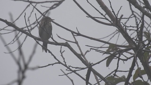 ビンズイ - ML646786749