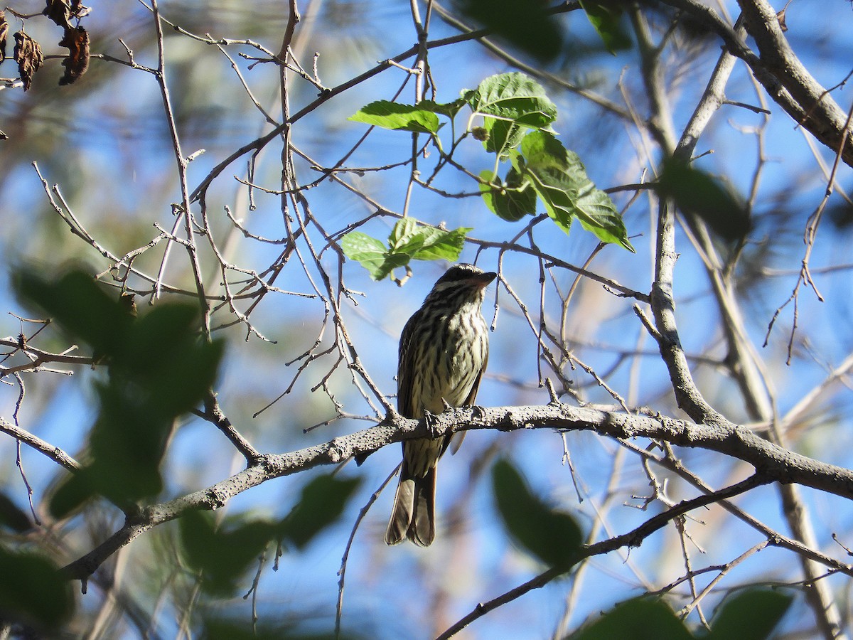 Süd-Fleckenmaskentyrann - ML646786750