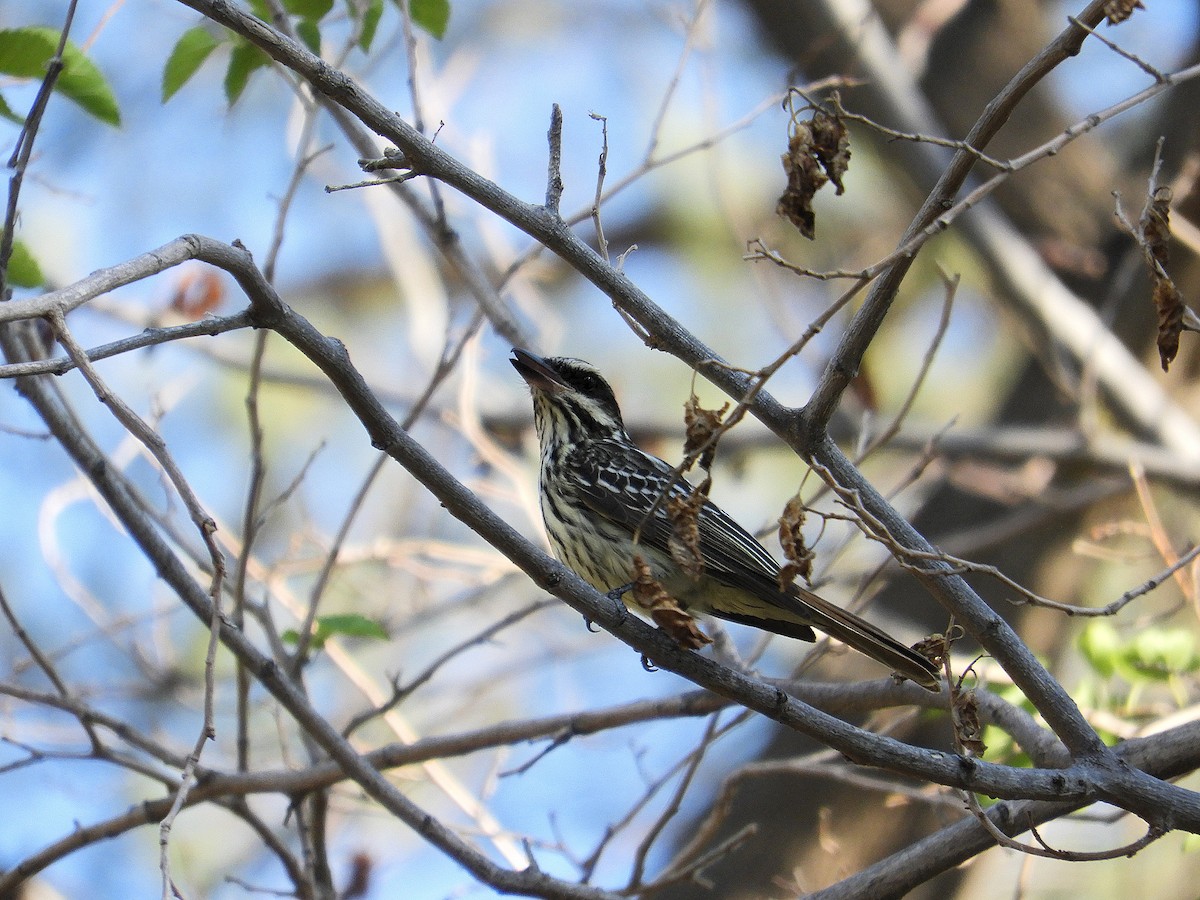 Süd-Fleckenmaskentyrann - ML646786751