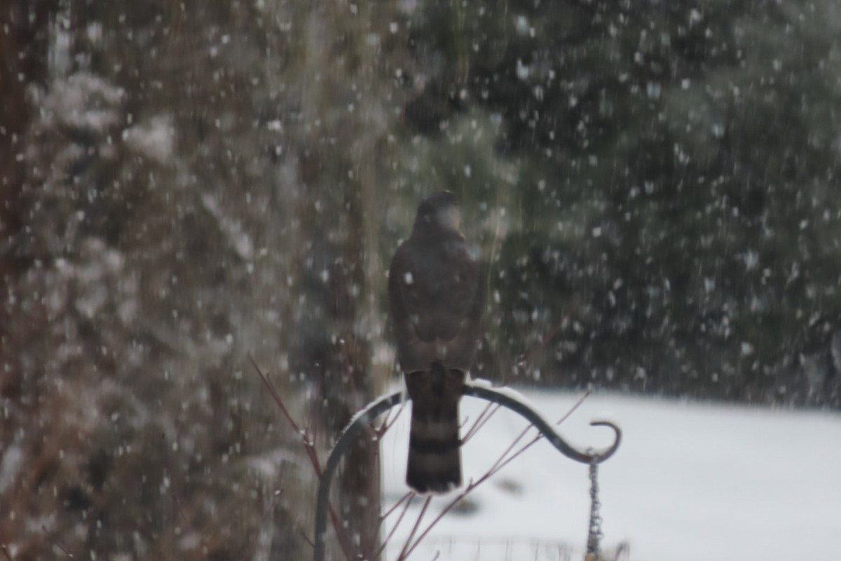 Sharp-shinned Hawk - ML646786752