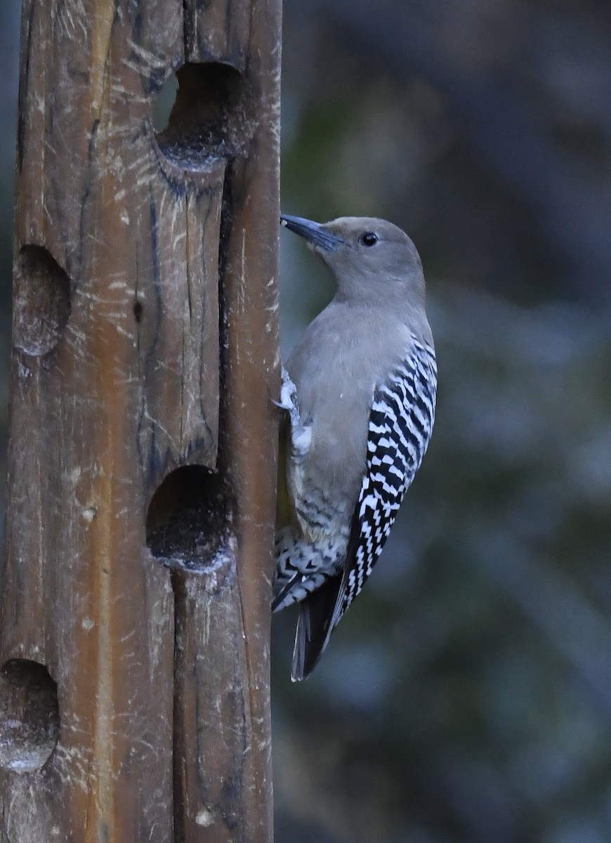 Gila Woodpecker - ML646786753