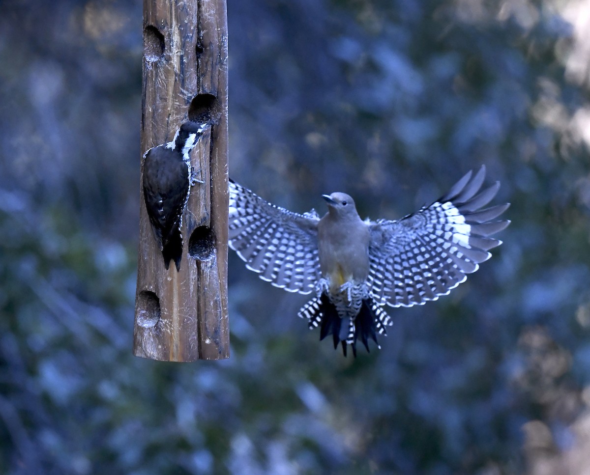 Gila Woodpecker - ML646786755