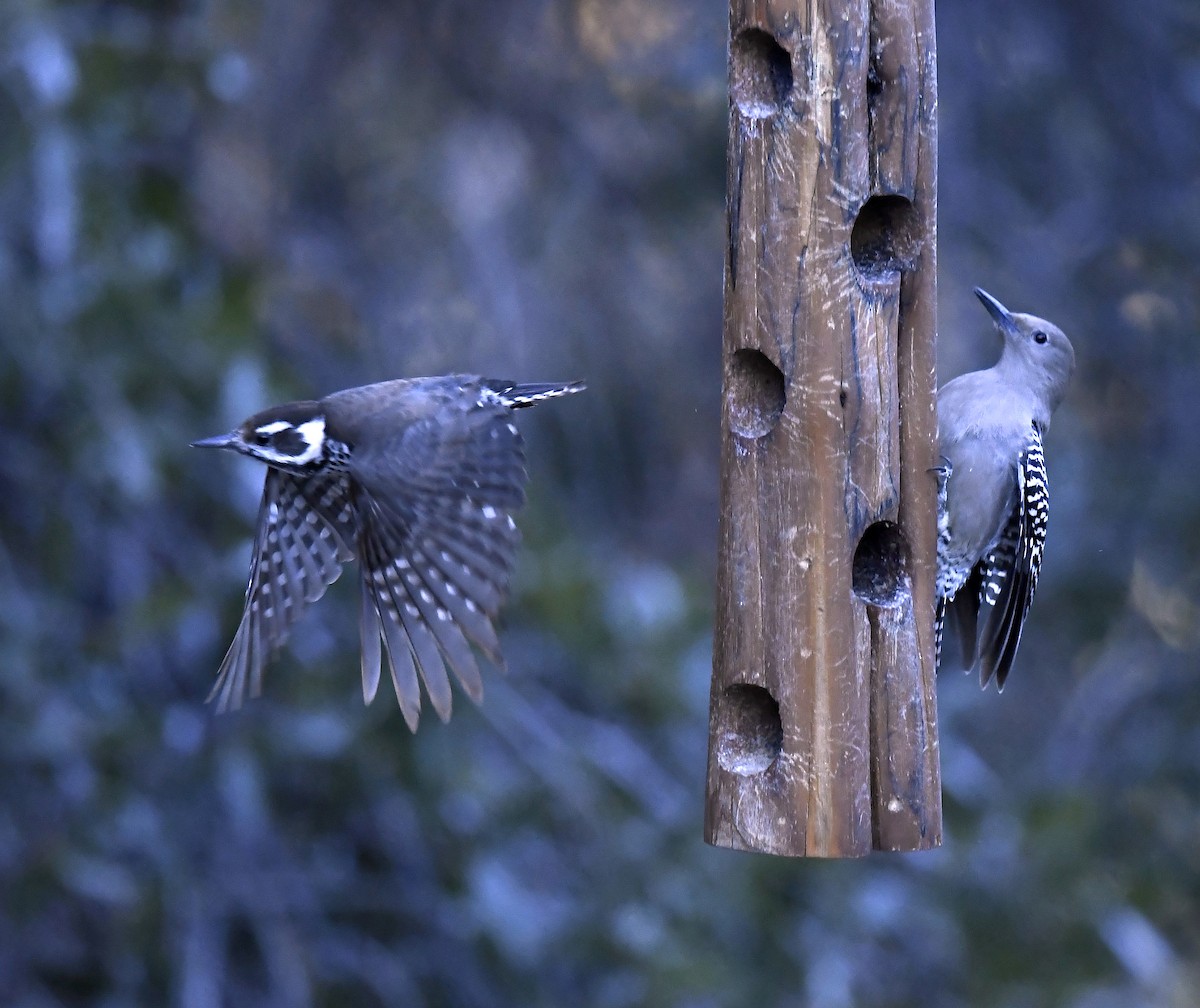 Gila Woodpecker - ML646786756