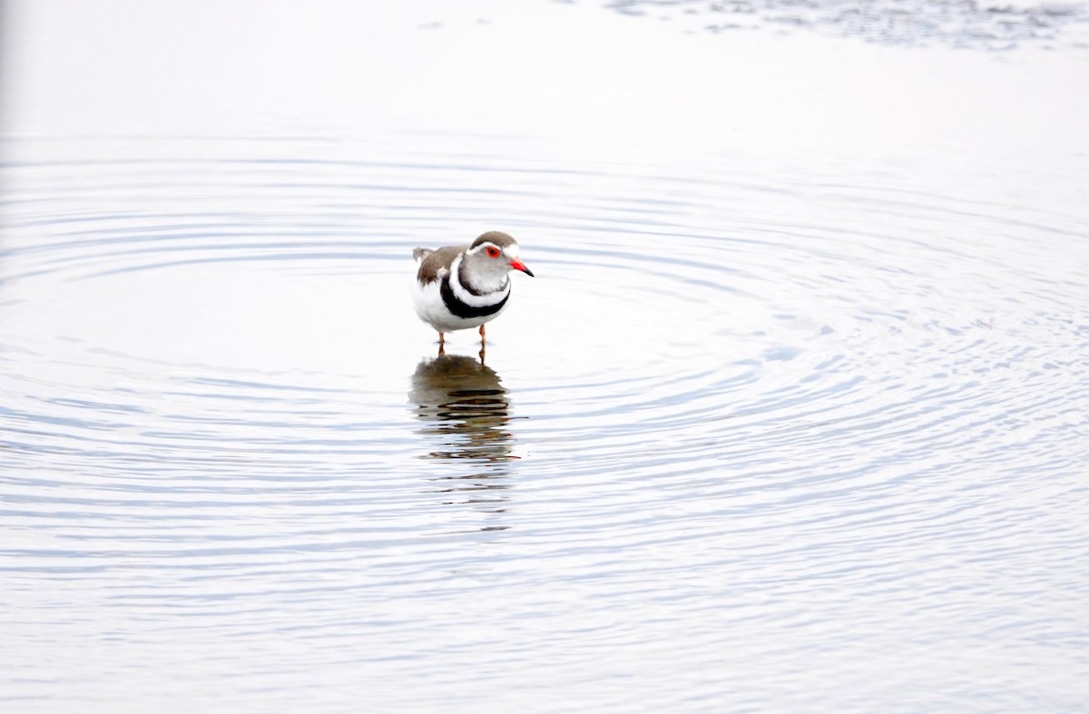Трёхполосый зуёк - ML646786757