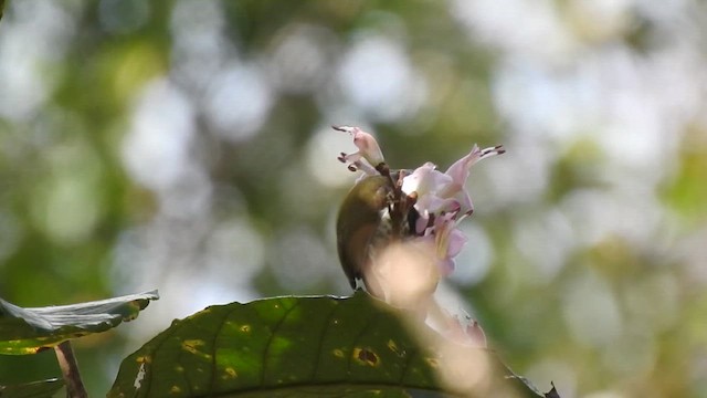 Speckled Piculet - ML646786758