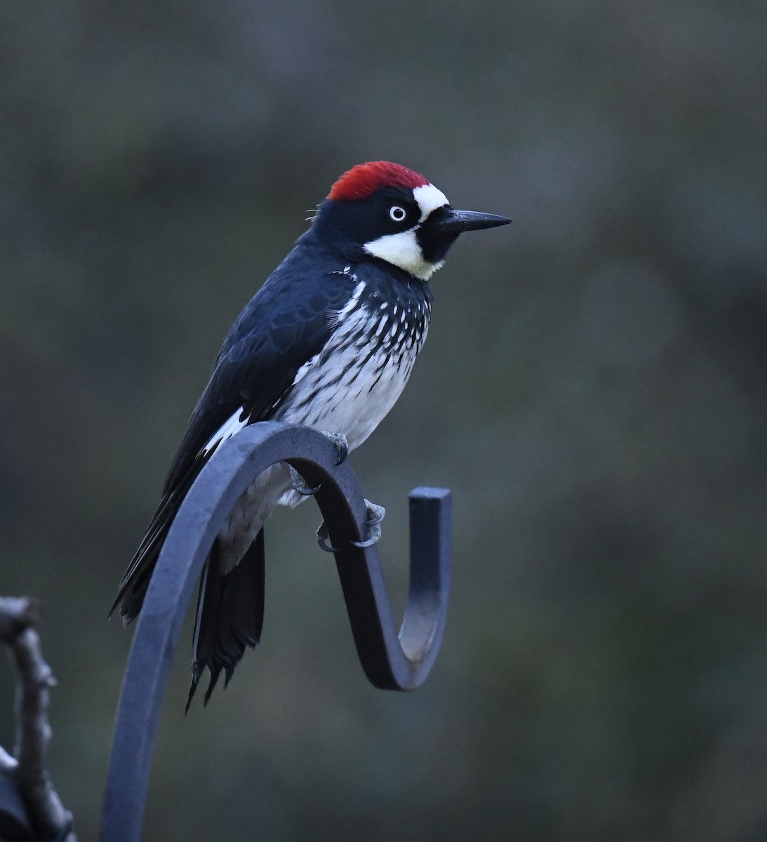 Acorn Woodpecker - ML646786759