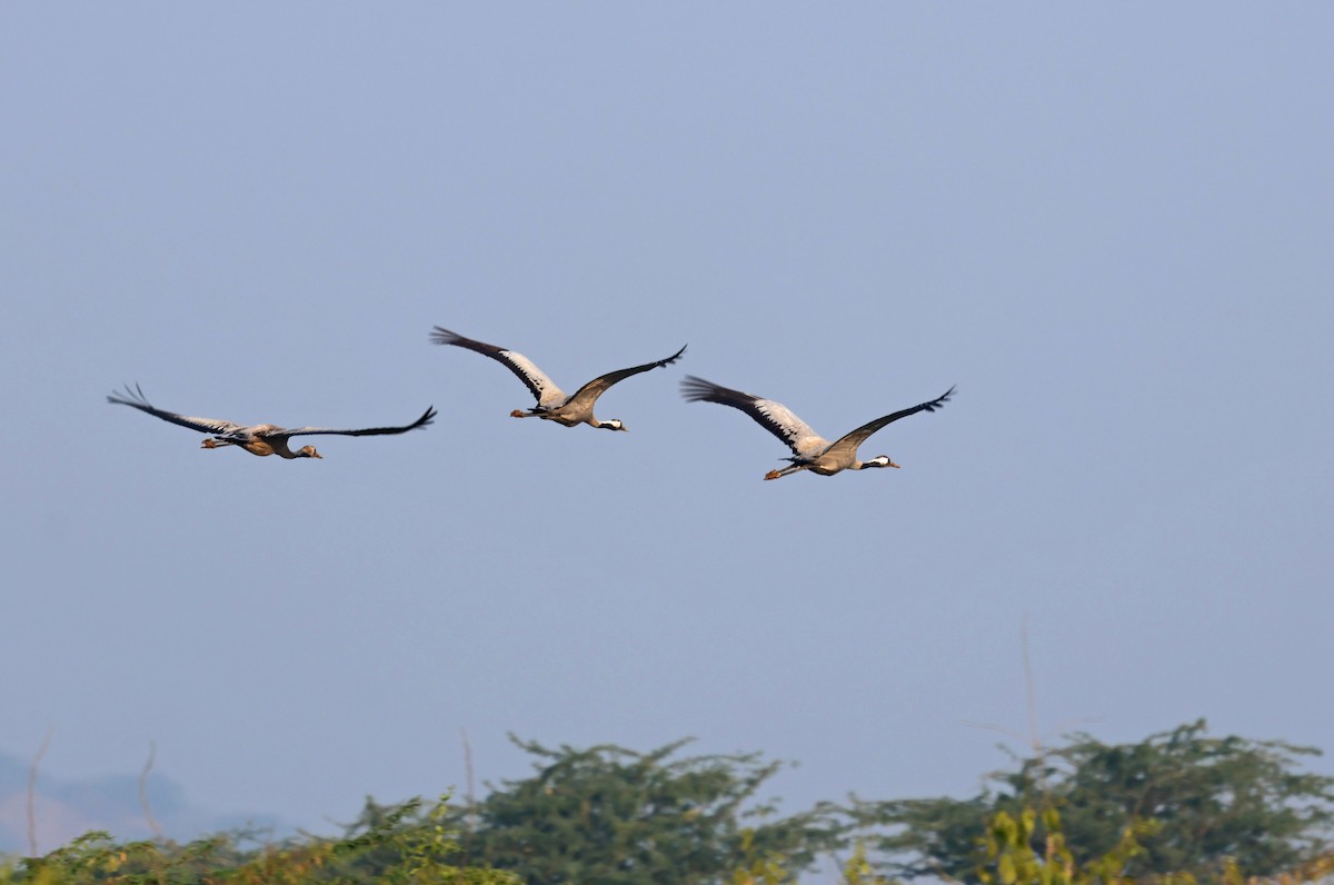 עגור אפור - ML646786760