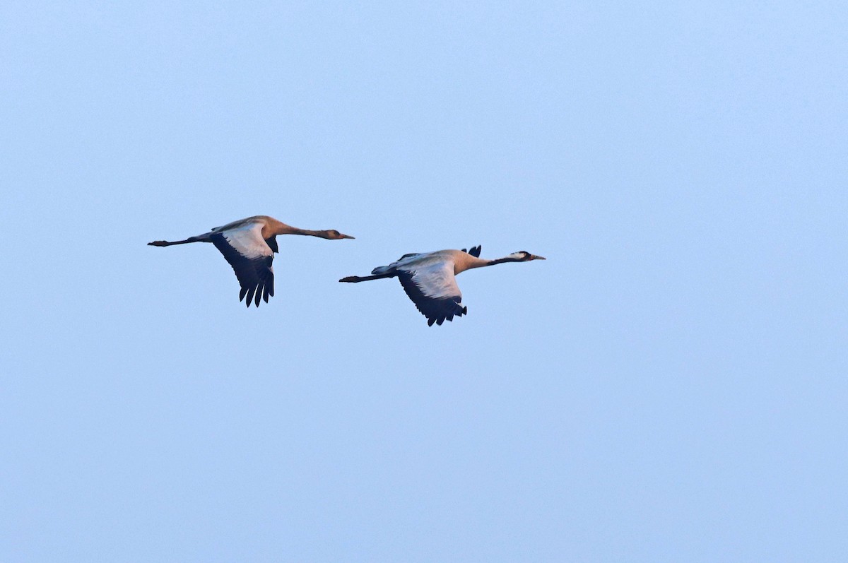 Common Crane - ML646786761