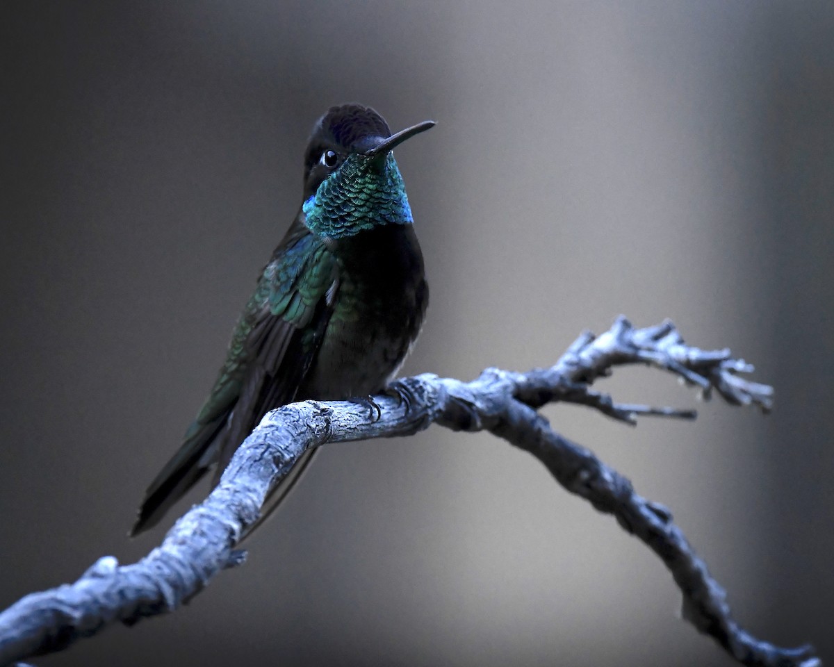 Rivoli's Hummingbird - ML646786765