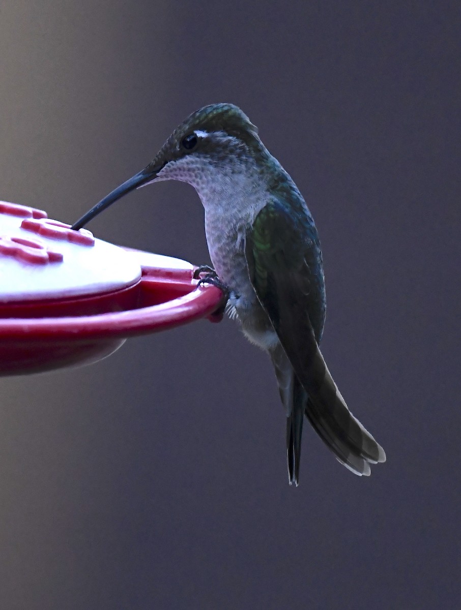 Rivoli's Hummingbird - ML646786766