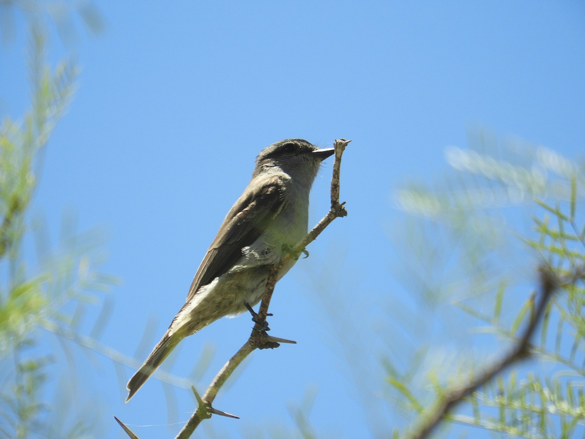 Graumaskentyrann - ML646786767