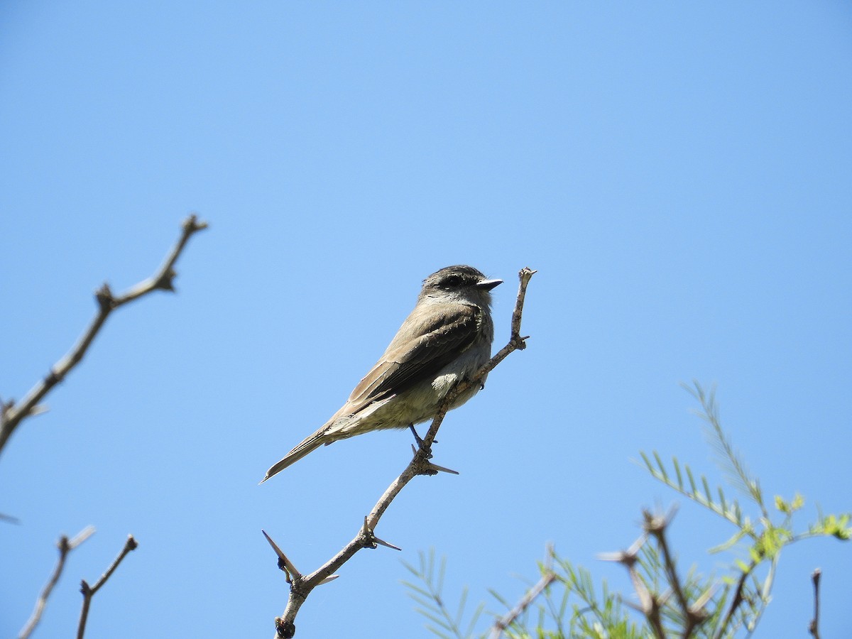 Graumaskentyrann - ML646786768