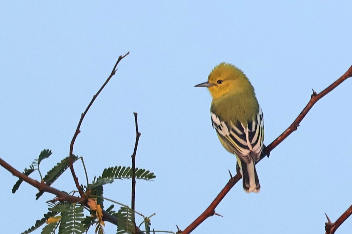 White-tailed Iora - ML646786769