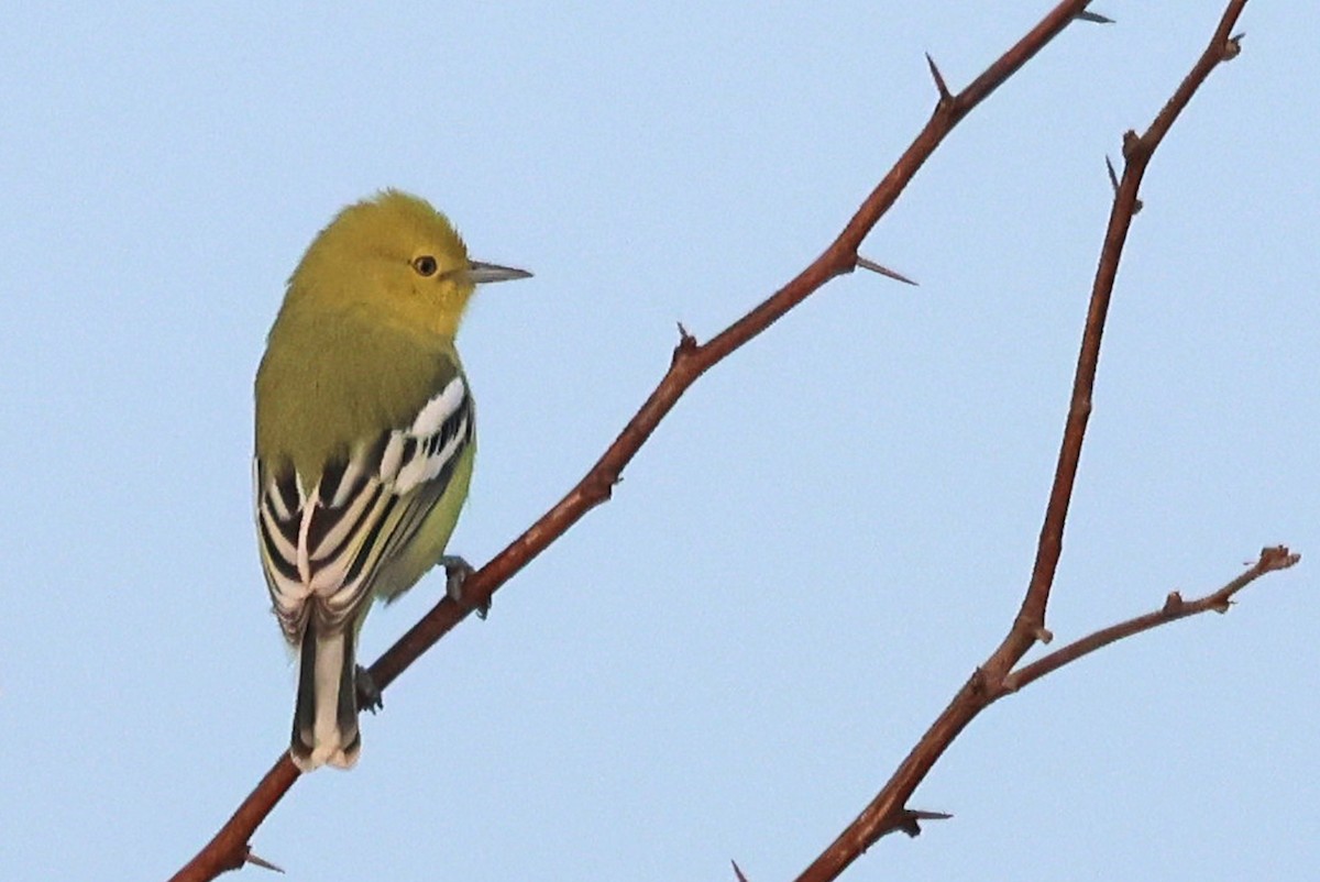 White-tailed Iora - ML646786770