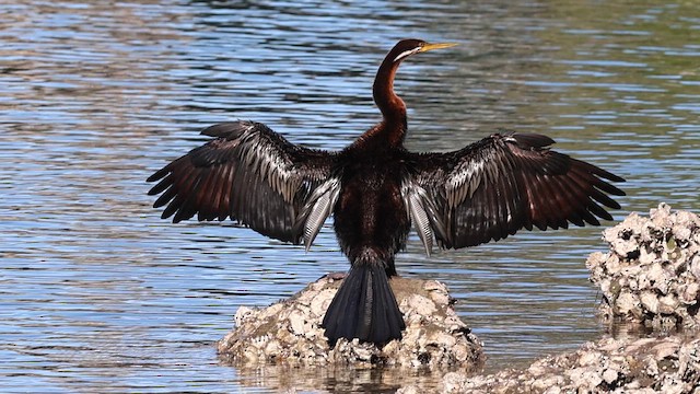 Australasian Darter - ML646786772