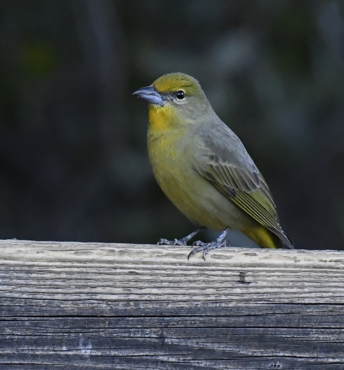 Hepatic Tanager - ML646786774