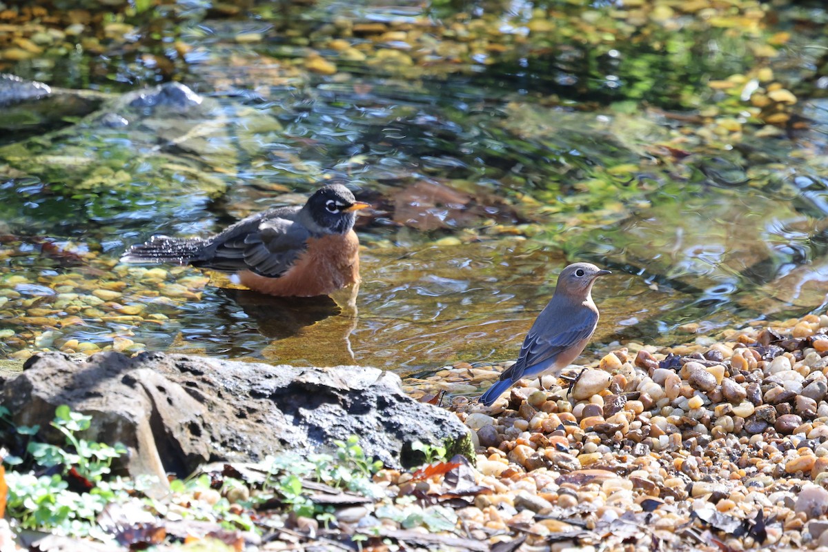 Eastern Bluebird - ML646786775
