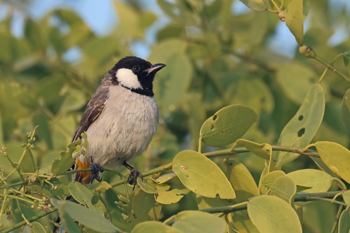 בולבול לבן-לחיים - ML646786776