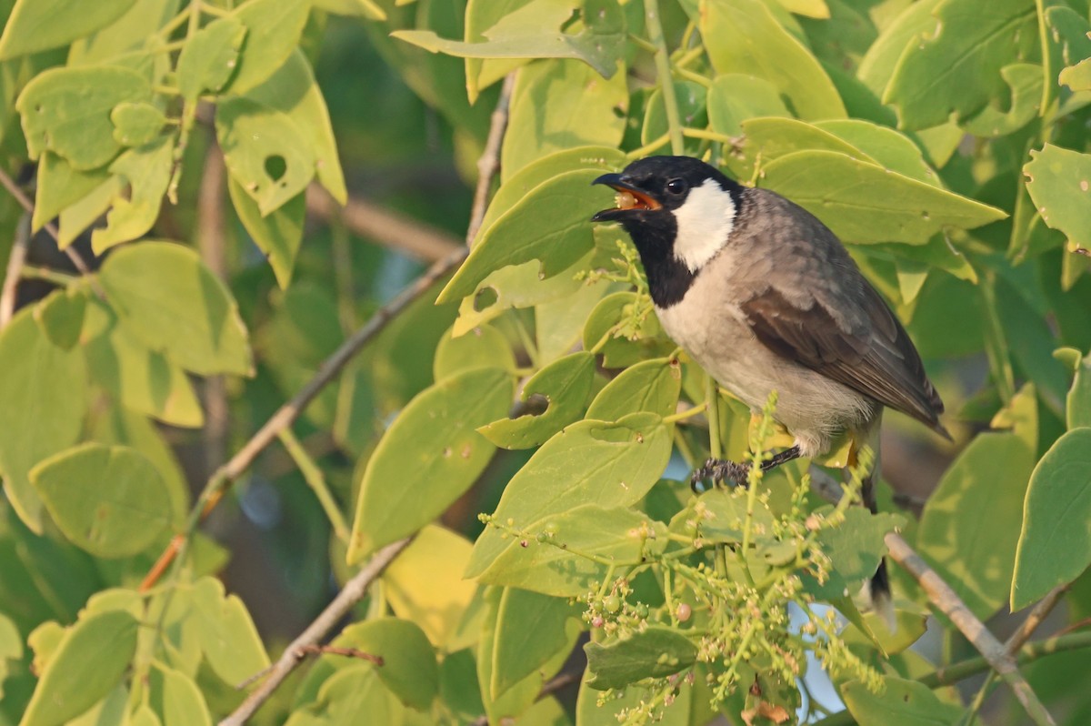 בולבול לבן-לחיים - ML646786777