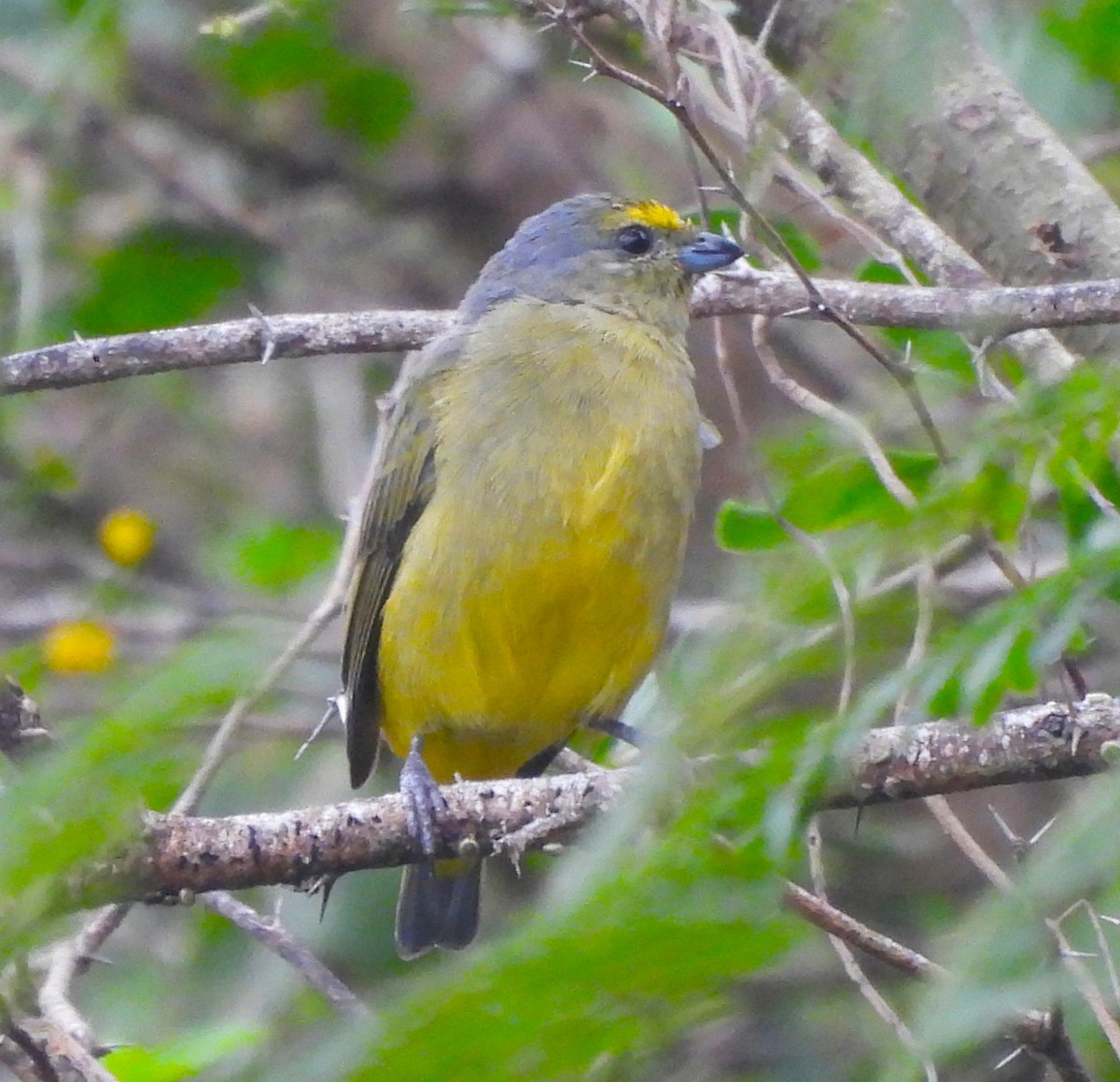 Scrub Euphonia - ML646786783