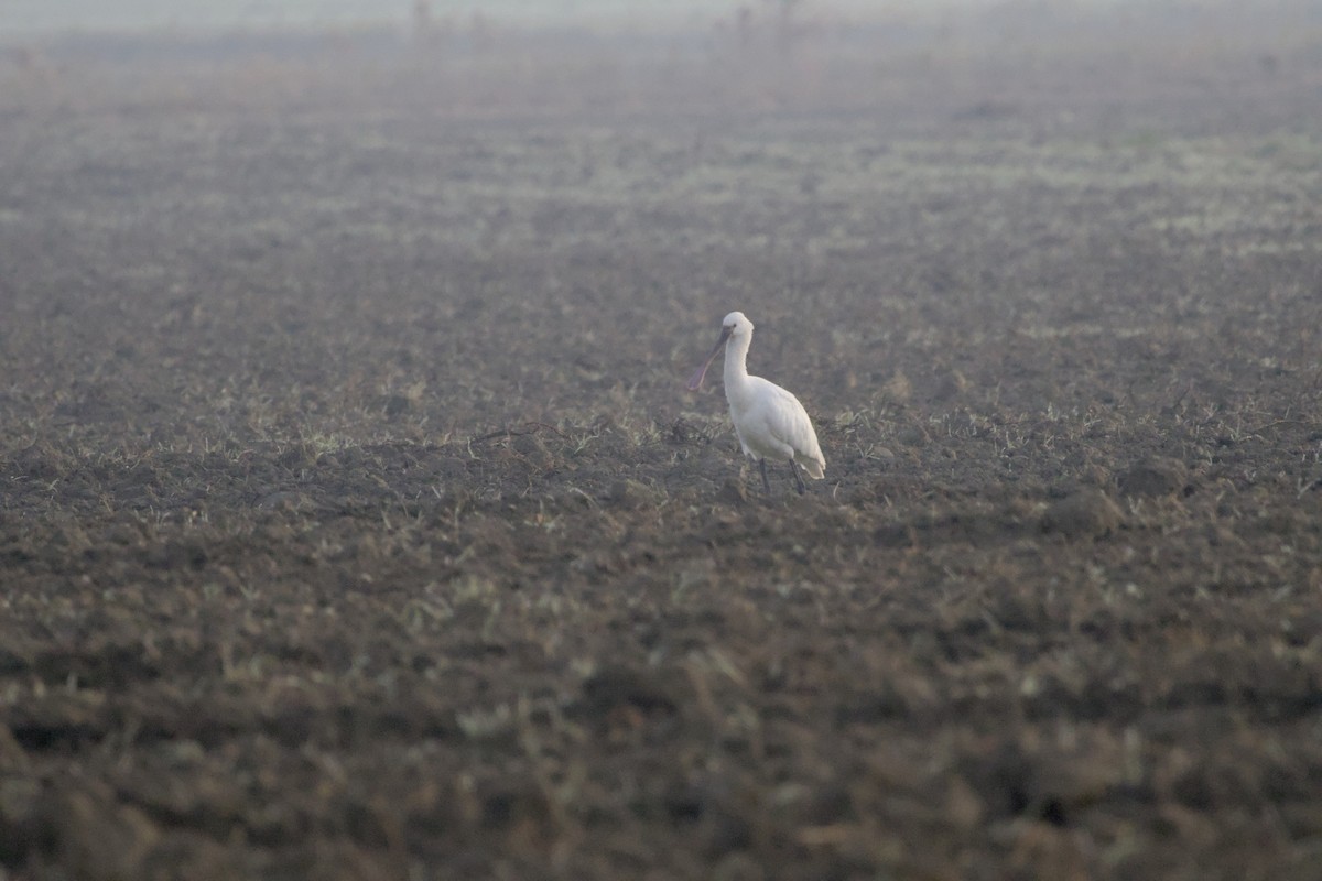 kolpík bílý - ML646786784