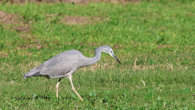 White-faced Heron - ML646786788