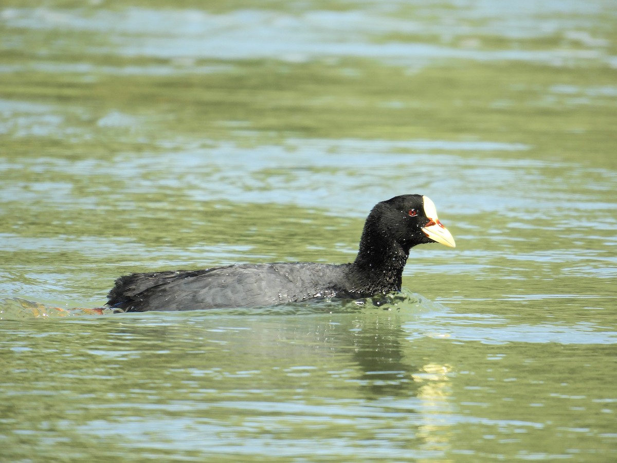 lyska žlutočelá - ML646786789