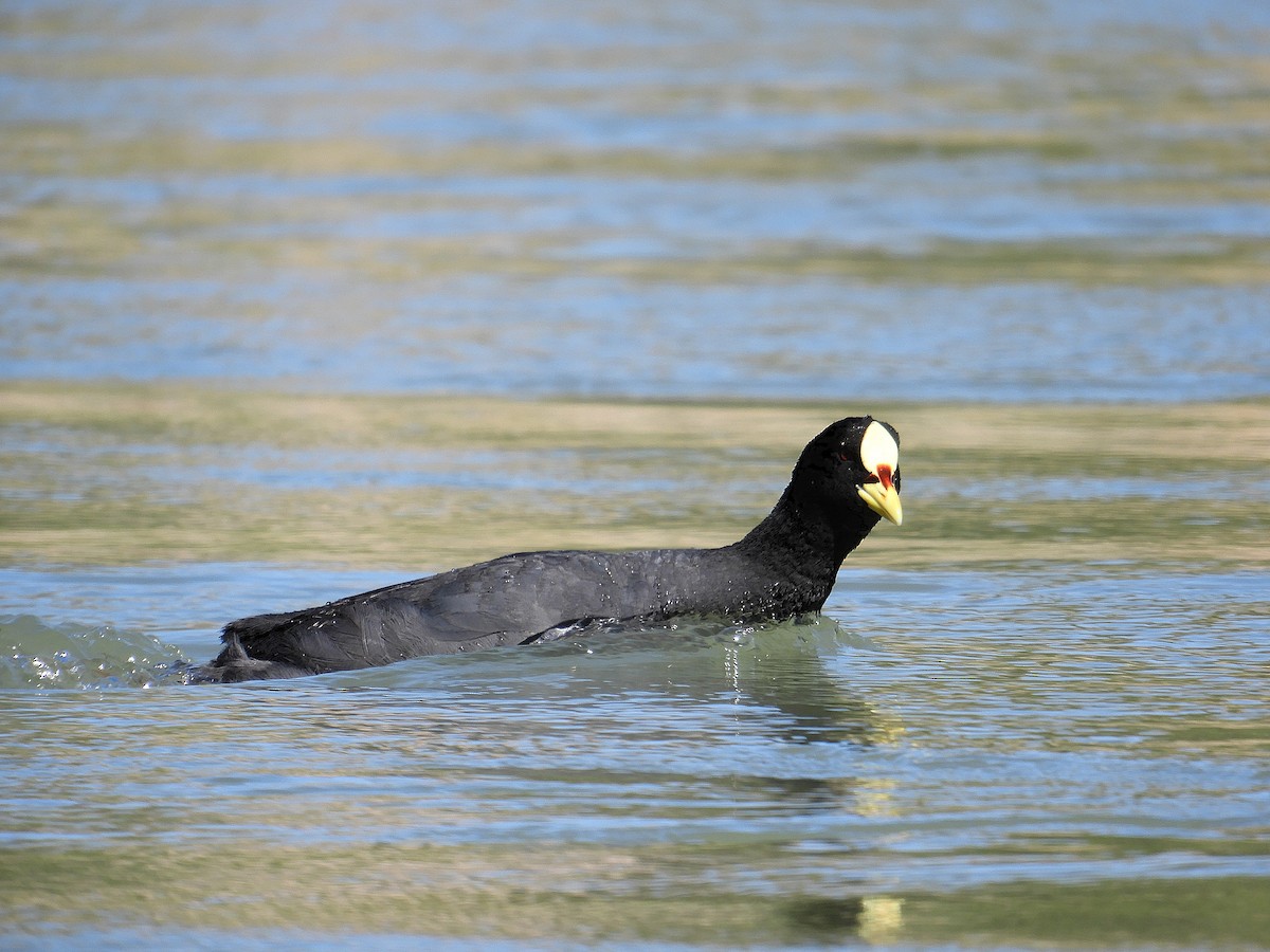 lyska žlutočelá - ML646786790