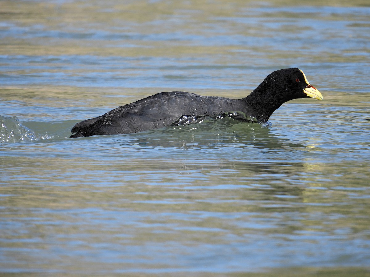 lyska žlutočelá - ML646786791