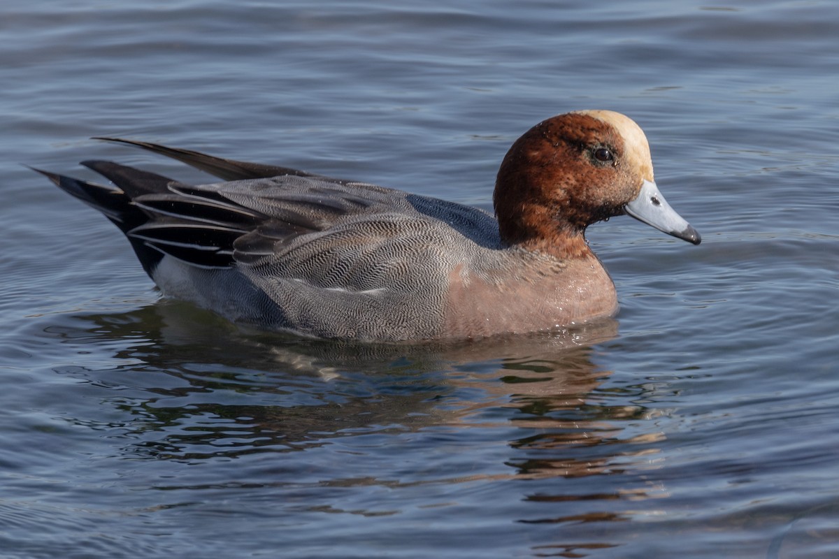 hvízdák eurasijský - ML646786792