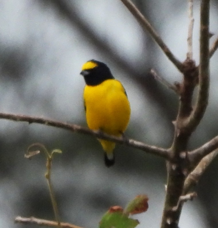 Scrub Euphonia - ML646786793