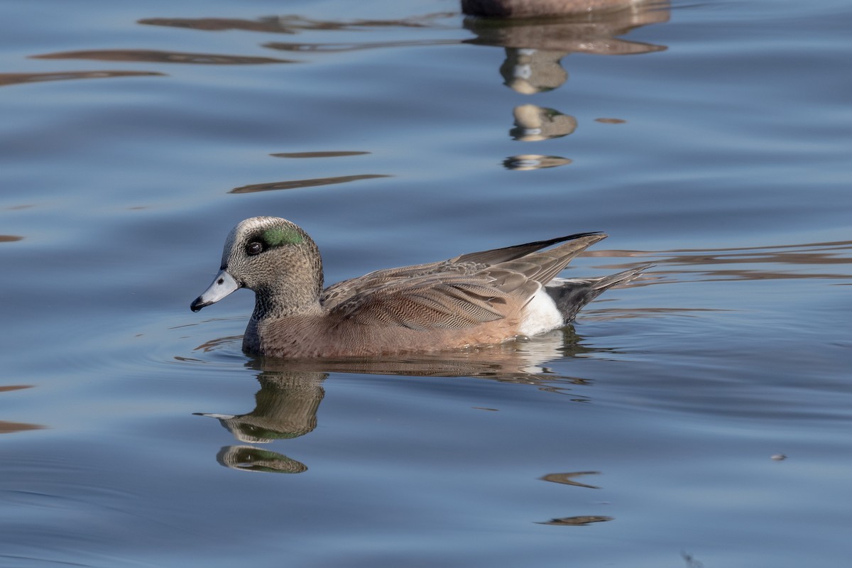 ברווז אמריקני - ML646786794
