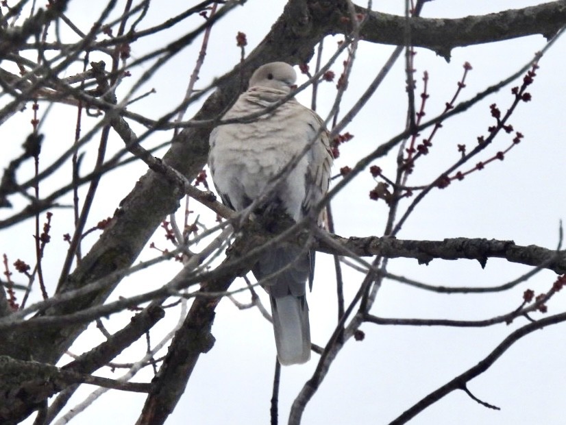 Tourterelle turque - ML646786796