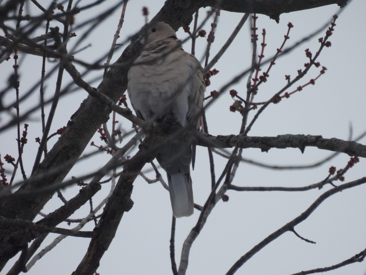 Tourterelle turque - ML646786797