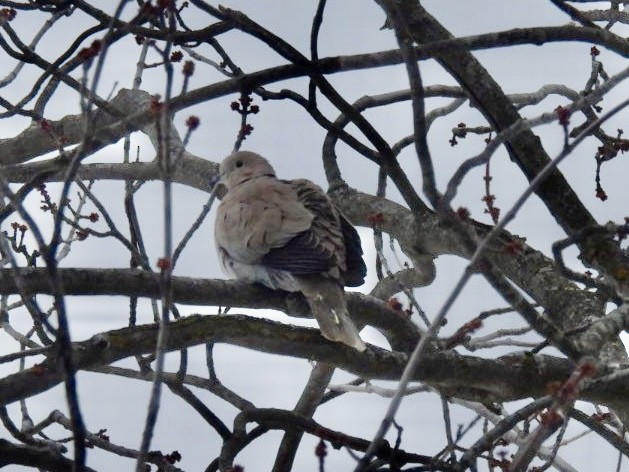 Tourterelle turque - ML646786798