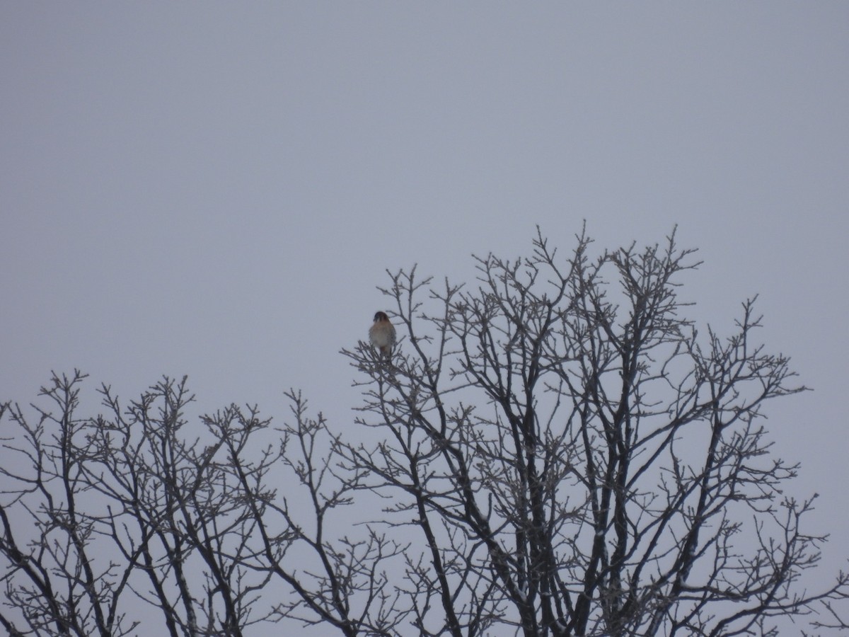 בז אמריקני - ML646786799